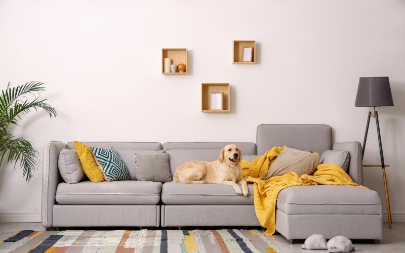a dog sitting on a couch