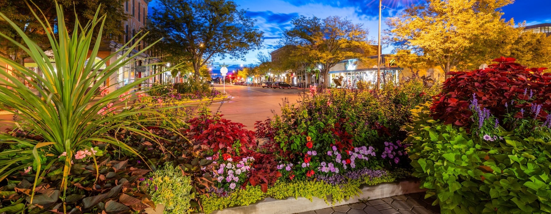 a garden with flowers and trees