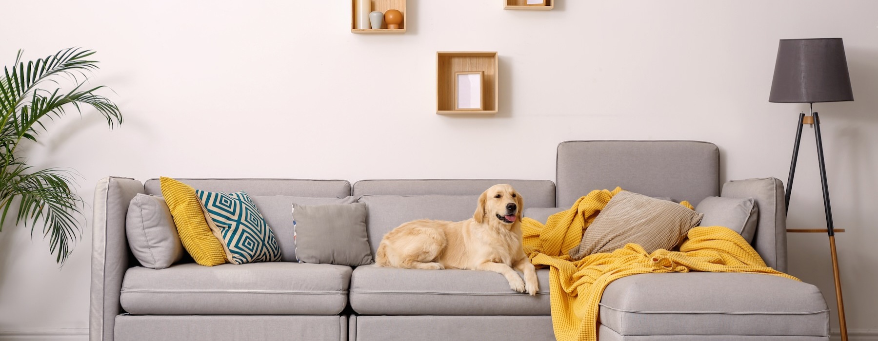 a living room with a dog on a couch